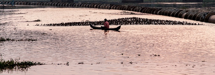 Pamba River: Enten auf dem Nachhauseweg Backwaters