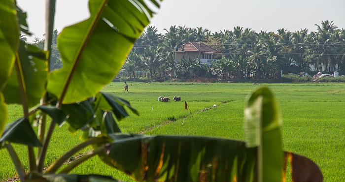 Reisfelder Backwaters