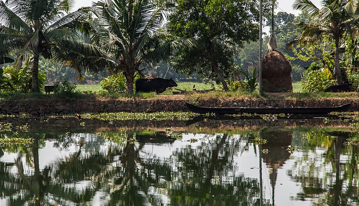 Pamba River Backwaters