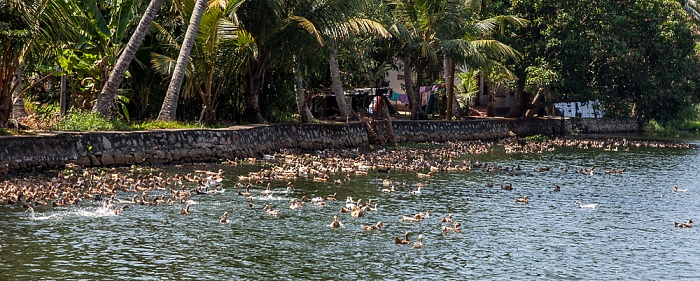 Pamba River Backwaters