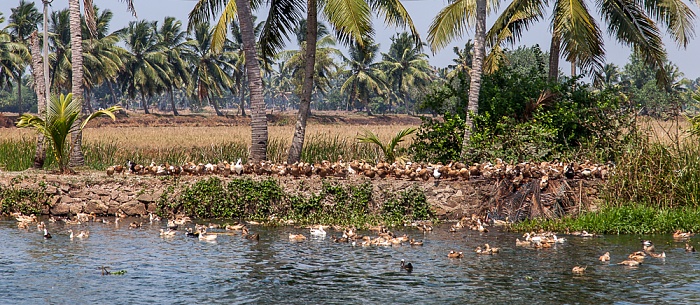 Pamba River Backwaters