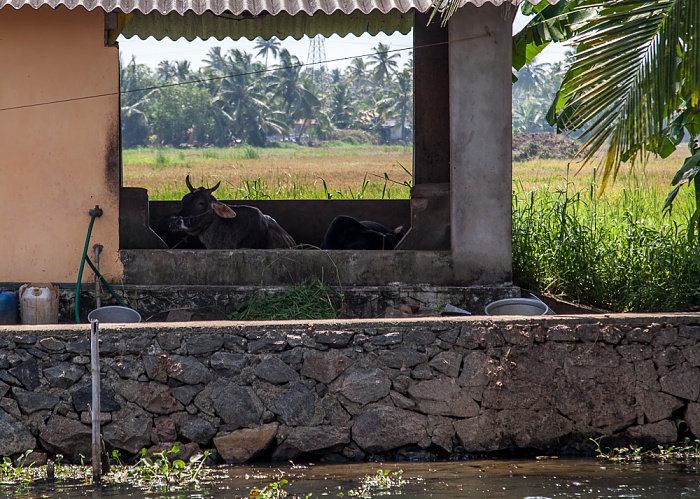 Pamba River Backwaters