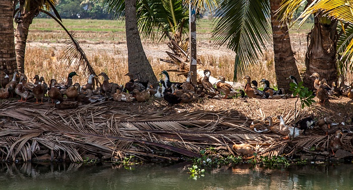 Kollam-Kottapuram Waterway: Enten Backwaters