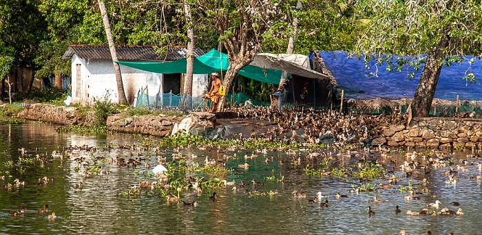 Kollam-Kottapuram Waterway: Enten Backwaters