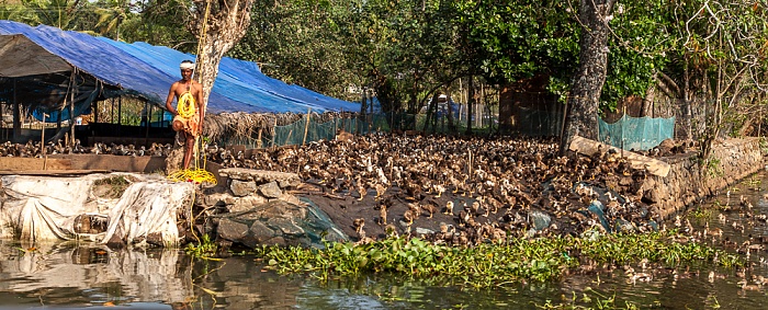 Kollam-Kottapuram Waterway: Enten Backwaters