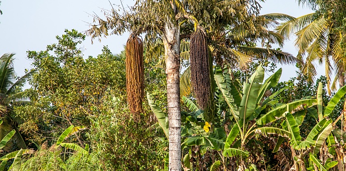 Pamba River Backwaters