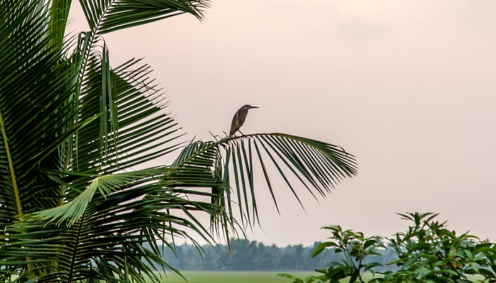 Pallathuruthy Backwaters