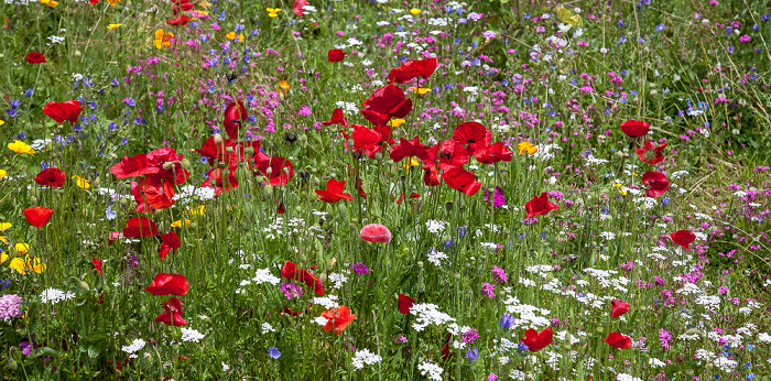 Kloster Frauenwörth: Blumenwiese Fraueninsel