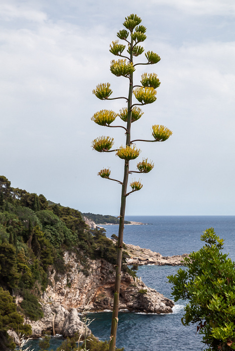 Blick von der Ulica branitelja Dubrovnika: Adriatisches Meer (Mittelmeer) Dubrovnik