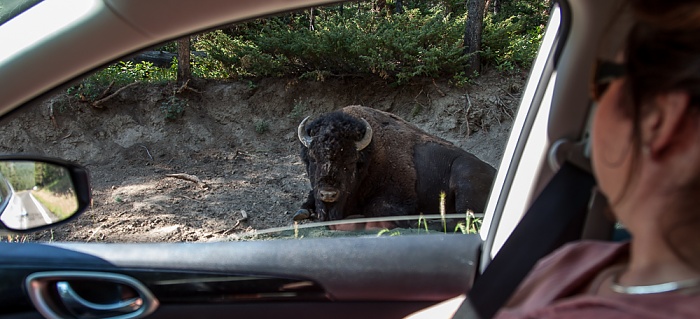 U.S. Route 212 (Northeast Entrance Road): Bison am Straßenrand Yellowstone National Park
