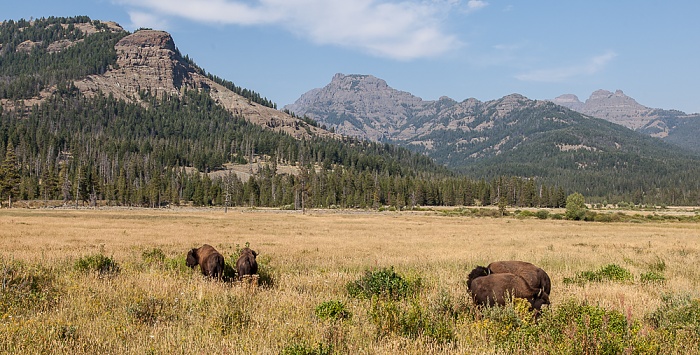 Yellowstone National Park Lamar Valley (Soda Butte Creek): Bisons