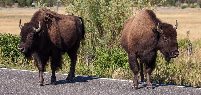 Yellowstone National Park Lamar Valley (Soda Butte Creek): Bisons auf der U.S. Route 212 (Northeast Entrance Road)