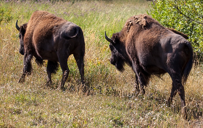 Yellowstone National Park Lamar Valley (Soda Butte Creek): Bisons