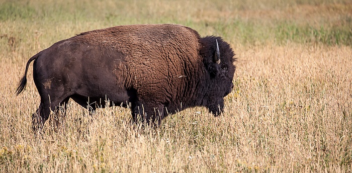 Yellowstone National Park Lamar Valley (Soda Butte Creek): Bison