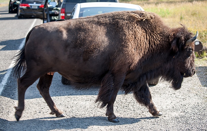 Lamar Valley (Soda Butte Creek): Bison auf der U.S. Route 212 (Northeast Entrance Road) Yellowstone National Park