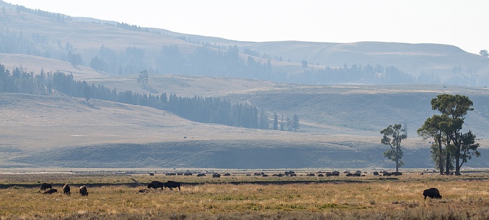 Lamar Valley: Bisons Yellowstone National Park