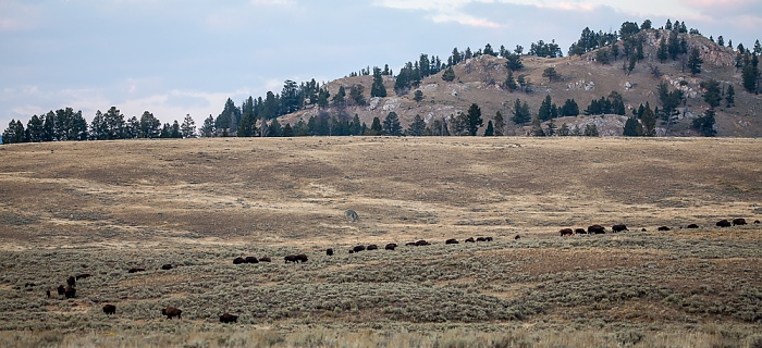 Yellowstone National Park Bisons
