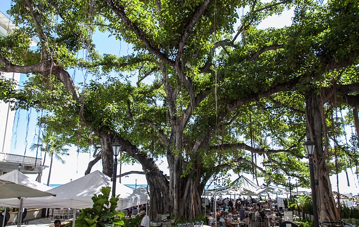 Waikiki: Moana Hotel - Banyan-Feige (Banyanbaum, Ficus benghalensis) Honolulu