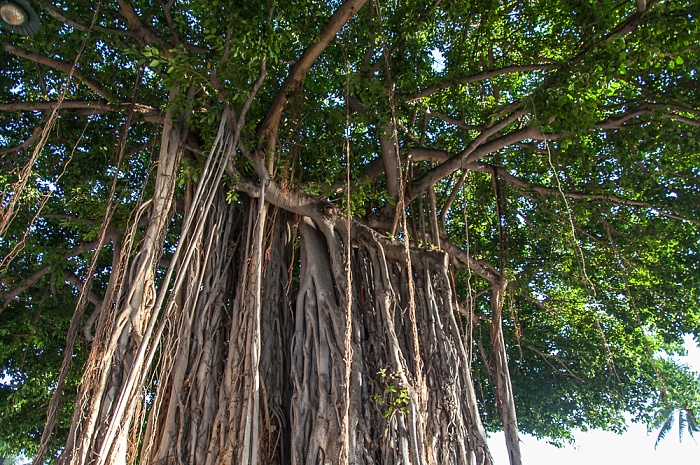 Waikiki: Kuhio Beach Park - Banyan-Feige (Banyanbaum, Ficus benghalensis) Honolulu