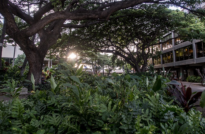 Honolulu Daniel K. Inouye International Airport: Cultural Gardens