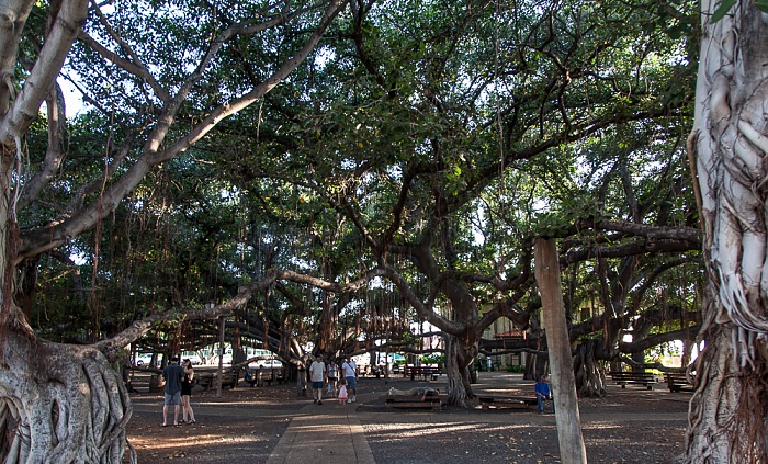 Lahaina Banyan Court Park: Banyan Tree