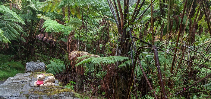 Hawaii Volcanoes National Park Chain of Craters Road: Tropischer Regenwald - Teddine und Teddy