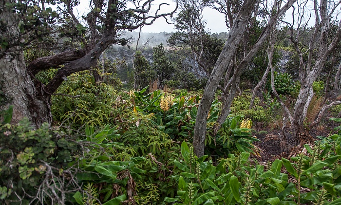 Hawaii Volcanoes National Park Chain of Craters Road: Tropischer Regenwald