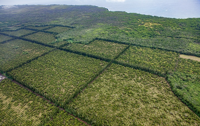 Blick aus dem Hubschrauber: Plantagen der Mauna Loa Macadamia Nut Corporation Big Island