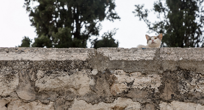 Jerusalem Kidrontal: Katze am Mariengrab