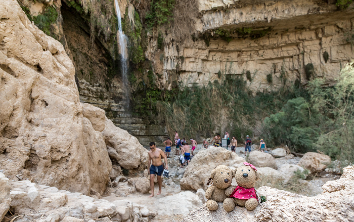 En Gedi Nature Reserve: Wadi David - Teddy und Teddine