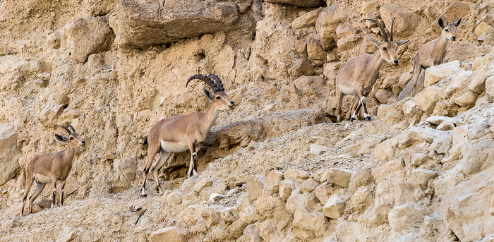 En Gedi Nature Reserve: Wadi David - Syrische Steinböcke (Nubische Steinböcke, Capra ibex nubiana) En Gedi