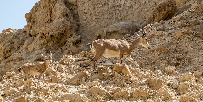 En Gedi Nature Reserve: Wadi David - Syrische Steinböcke (Nubische Steinböcke, Capra ibex nubiana)