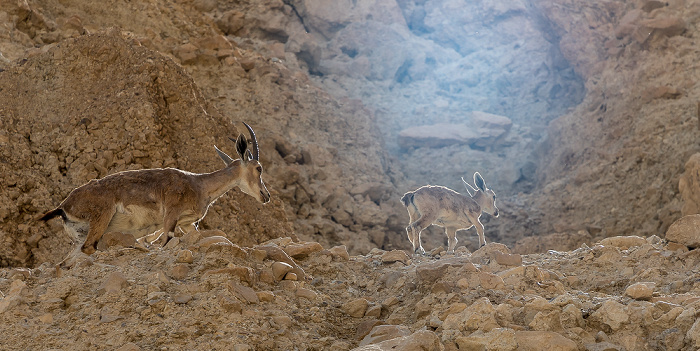 En Gedi Nature Reserve: Wadi David - Syrische Steinböcke (Nubische Steinböcke, Capra ibex nubiana)