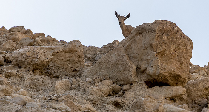 En Gedi Nature Reserve: Wadi David - Syrischer Steinbock (Nubischer Steinbock, Capra ibex nubiana) En Gedi