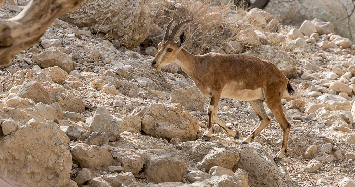 En Gedi Nature Reserve: Wadi David - Syrischer Steinbock (Nubischer Steinbock, Capra ibex nubiana)