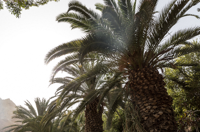 En Gedi Kibbuz: Botanischer Garten