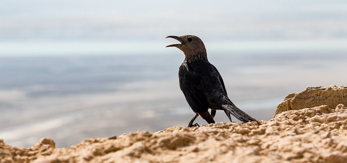 Masada-Nationalpark