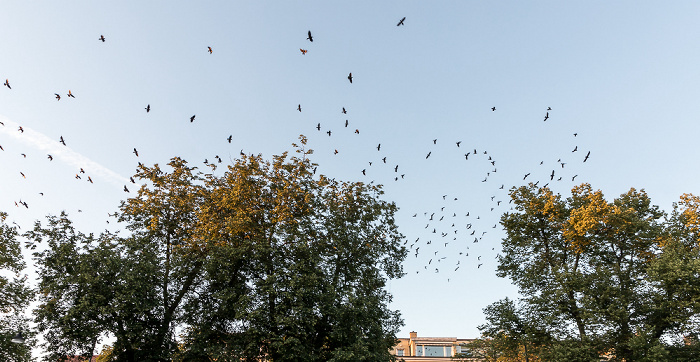 Uppsala Fyristorg: Vogelschwarm