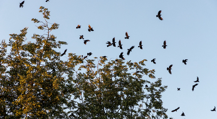 Uppsala Fyristorg: Vogelschwarm