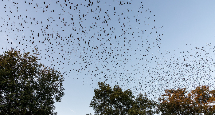 Uppsala Fyristorg: Vogelschwarm