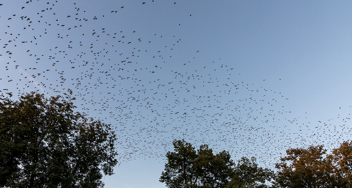 Uppsala Fyristorg: Vogelschwarm