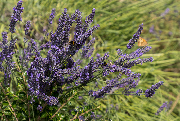 Am Füllenstall Heusdorf