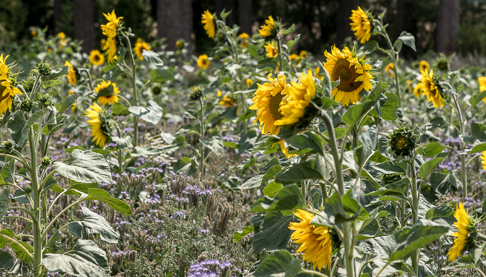 Sonnenblumenfeld Auerstedt