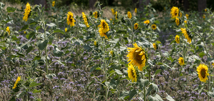 Auerstedt Sonnenblumenfeld