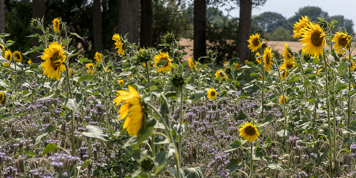 Sonnenblumenfeld Auerstedt