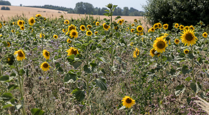 Auerstedt Sonnenblumenfeld