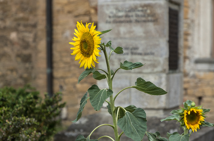 Im Dorfe: Dorfkirche - Sonnenblumen Nermsdorf