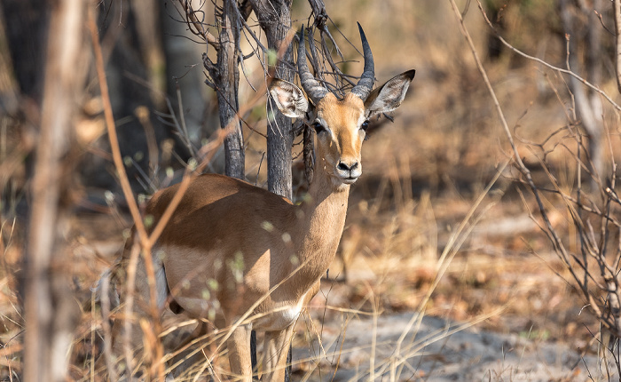 Impala (Aepyceros) Sikumbi Forest Reserve