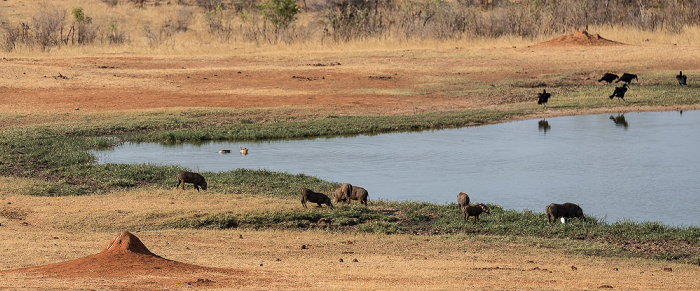 Sikumbi Forest Reserve Wasserloch an der Ivory Lodge