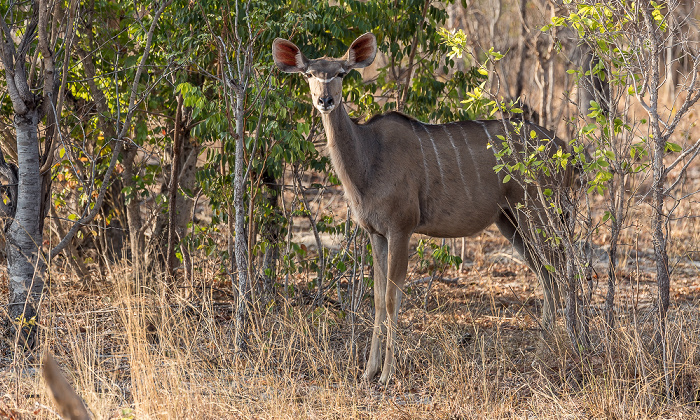 Sambesi-Großkudu (Strepsiceros zambesiensis) Sikumbi Forest Reserve